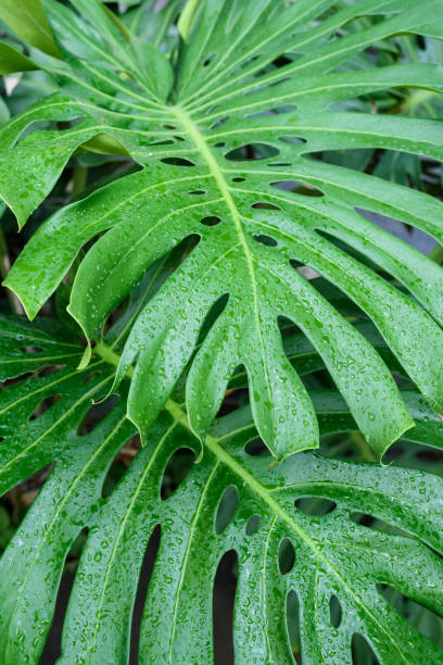 istock Fresh green leaf background in a tropical rainforest 1934096243