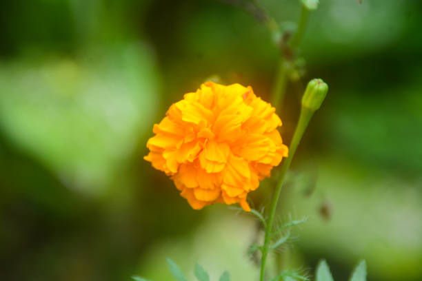 Tropical plants from Indonesia. Gardens in Indonesia.