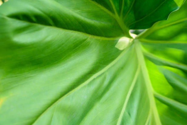 Fresh green leaf background in a tropical rainforest