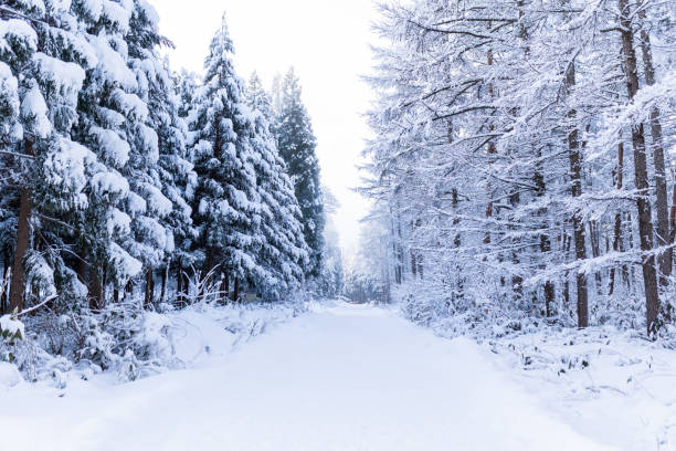 A tranquil morning forest trail covered in fresh snow in North Japan.