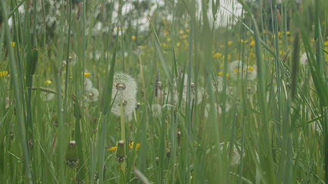 Grass growing in a meadow.