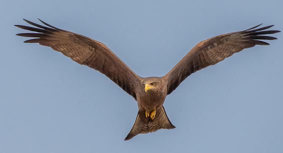 Yellow-billed Kite with open wings flying over Southern Carmine Bee-eater nesting area looking for quick snack