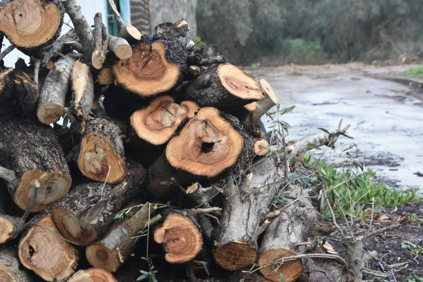 A pile of firewood