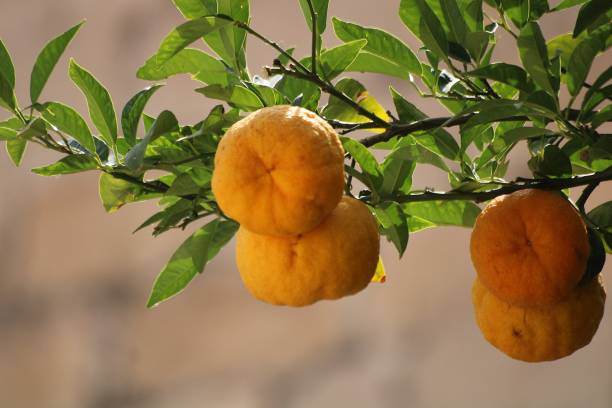 istock Mandarins in Dalmatia 1934153061