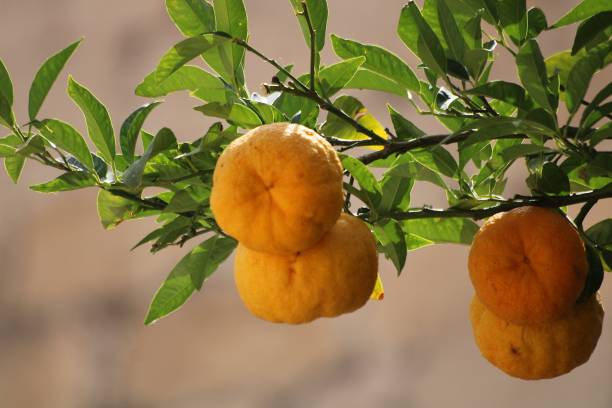 istock Mandarin tree branch in Dalmatia 1934153062