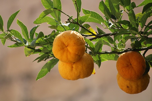 Citrus Oranges Ripe Fruit hanging on an orange tree with blue background Cederberg Western Cape South Africa