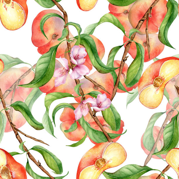 akwarela gałąź brzoskwini z owocami i kwiatami bezszwowy wzór na białym tle. figi, brzoskwinie i liście pomalowane. chiny, brzoskwinie, brzoskwinie, ręcznie rysowane. element projektu opakowania, kosmetyk do pielęgnacji skóry - nectarine peach backgrounds white stock illustrations