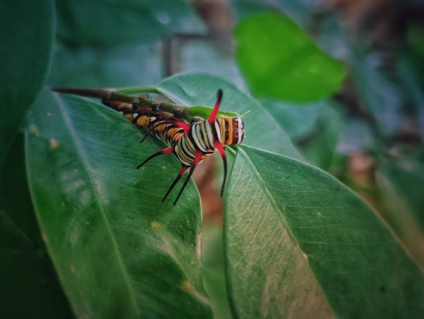 beautiful colored caterpillars