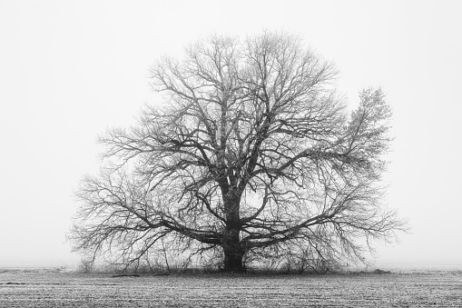 Minimalist vibes on a foggy and frosty winter morning