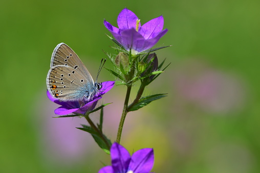 butterfly on the flower in spring