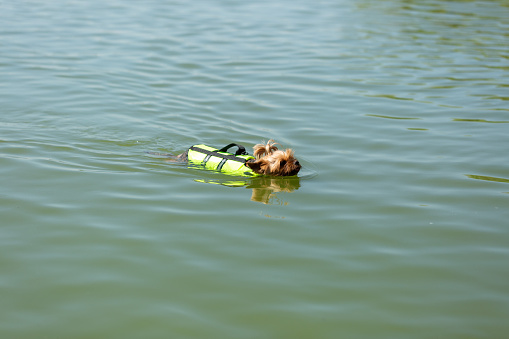 A Yorkshire terrier dog in a swimming vest swims in an open pond