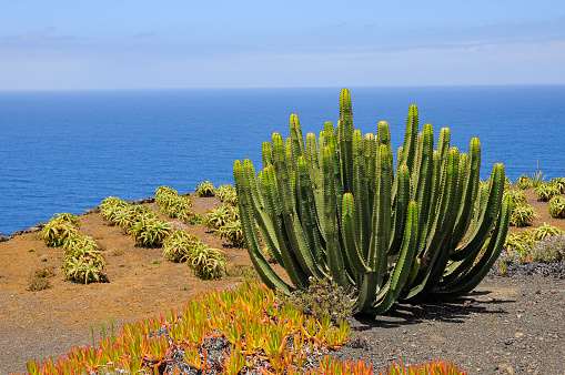 Exotic vegetation on the island of El Hierro in the Canary Islands with a view of the Atlantic Ocean.