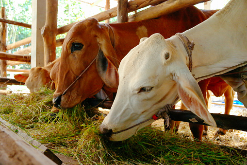 cow in thailand