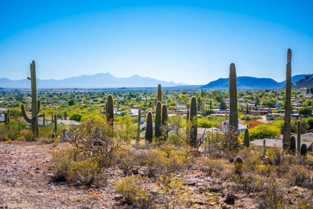 istock A long slender Saguaro Cactus in Tucson, Arizona 1934181778