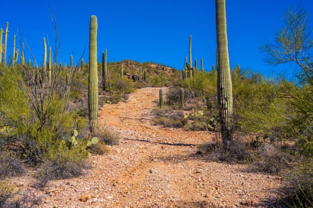 istock A long slender Saguaro Cactus in Tucson, Arizona 1934181781