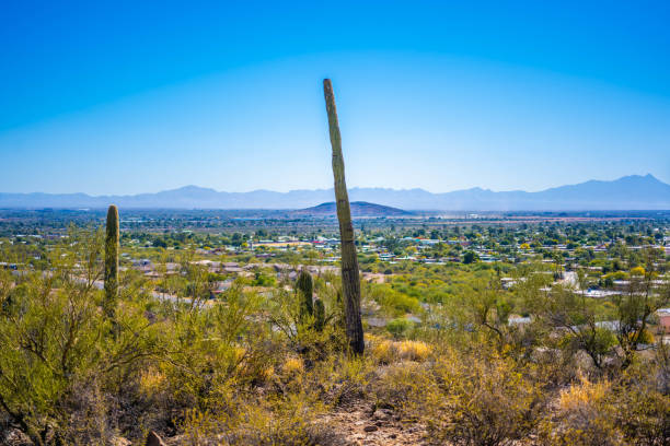 istock A long slender Saguaro Cactus in Tucson, Arizona 1934181792