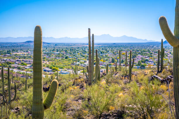 istock A long slender Saguaro Cactus in Tucson, Arizona 1934181795