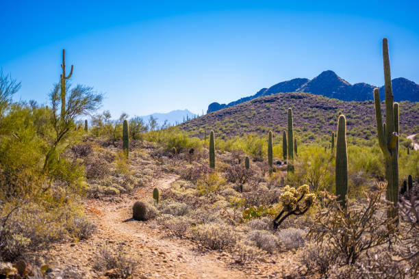 istock A long slender Saguaro Cactus in Tucson, Arizona 1934182327