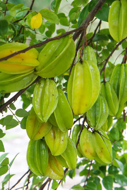 istock Star fruit ( carambola ) hanging on a tree. Star fruit carambola or star apple on tree branch 1934190682