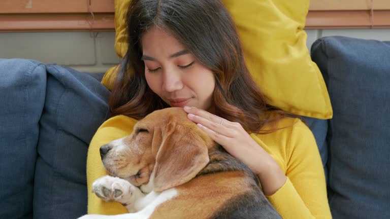 Heartwarming scene unfolds in living room as an Asian woman embraces her Beagle puppy while they nap together on the sofa. Their bond is a beautiful portrayal of trust, togetherness, and happiness.