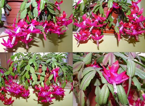 Collage with flowering Christmas cactus plant. Schlumbergera plant with flowers