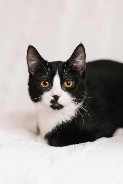 istock Cute black and white cat looking at the camera in bed 1934195515