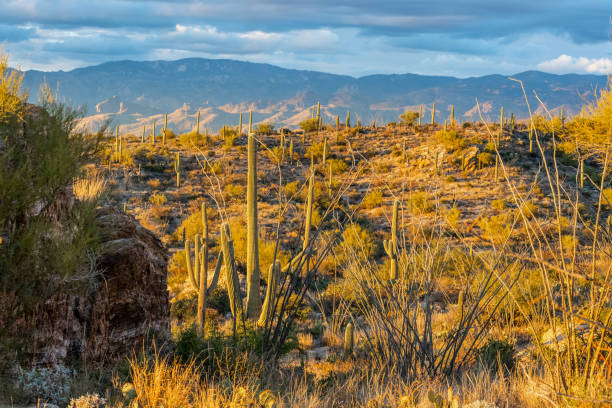 istock A long slender Saguaro Cactus in Tucson, Arizona 1934199806