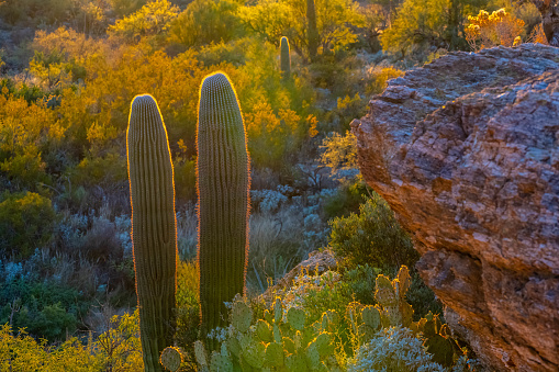 A large tree like cactus that have branches shaped like candelabra