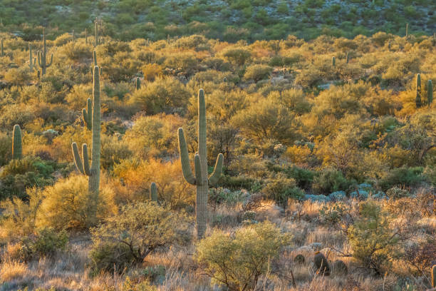 istock A long slender Saguaro Cactus in Tucson, Arizona 1934200345