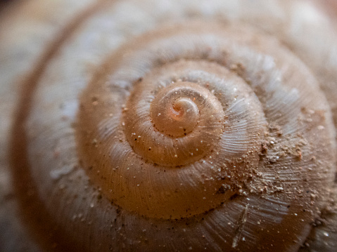 snail shell in nature