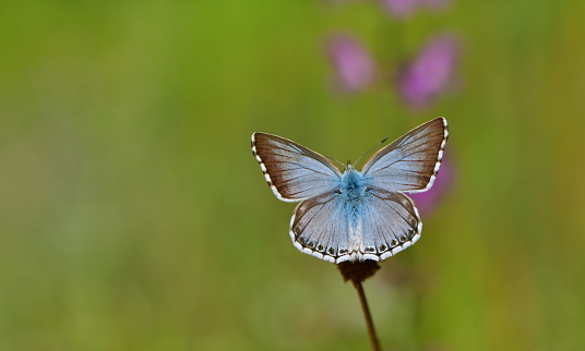 Group of blue butterflies (Lycaenidae)