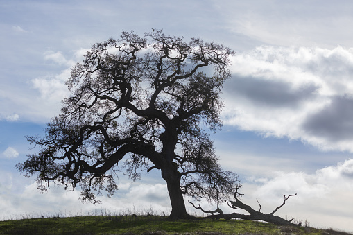 Lone Oak Tree Silhouette Standing on a Hilltop Against Cloudy Sky. Arastradero Preserve, Santa Clara County, California.