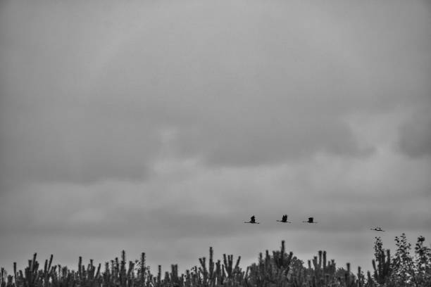 Two cranes fly over trees in a forest. Migratory birds on the Darss. Animal photo of birds from nature at the Baltic Sea.