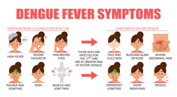 Symptoms of dengue fever vector isolated. Symptoms of dengue fever vector isolated. Tropical infectious disease from mosquito insect bite. Skin rash, sickness, nausea and headache. symptom stock illustrations