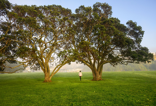 Woman walking under big Pohutukawa trees in the fog. Milford  Beach Reserve. Auckland.