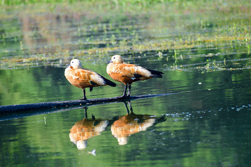 Ruddy Shelduck (Tadorna ferruginea), known in India as the Brahminy duck, is a member of the family Anatidae.