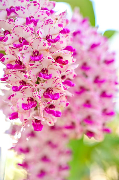 Beautiful orchid in the garden stock photo