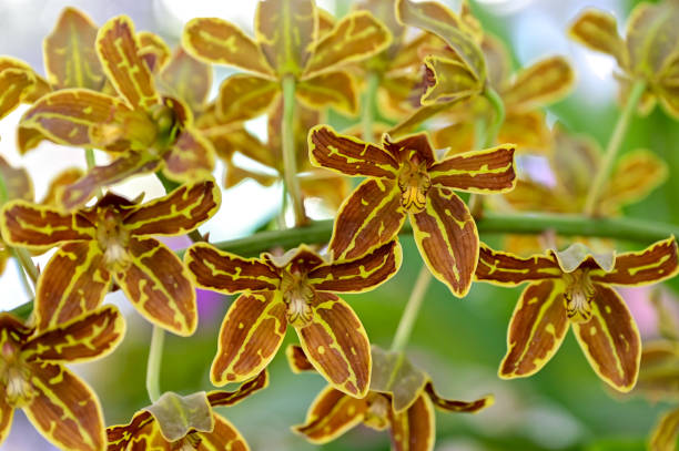 Beautiful orchid in the garden stock photo