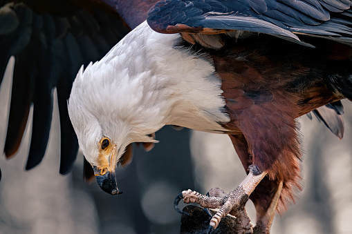 An African fish eagle with a white head and brown body looking down.