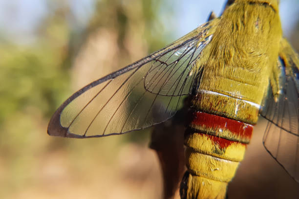 Immerse yourself in the intricate details of a captivating coffee bee hawkmoth (cephonodes hylas) from a unique upward macro perspective