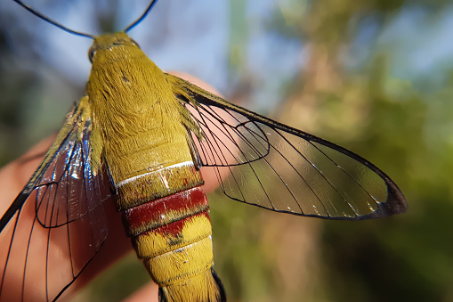 Immerse yourself in the intricate details of a captivating coffee bee hawkmoth (cephonodes hylas) from a unique upward macro perspective