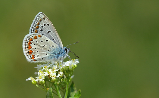 Blue Butterfly on Flower