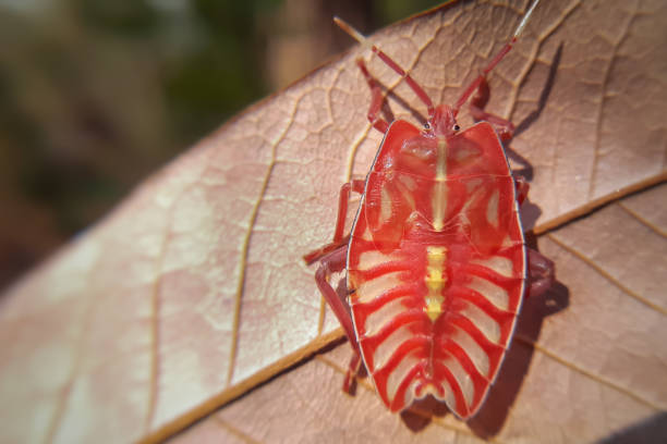 Dive into the miniature world of nature with a close-up macro shot, capturing the intricate details of a colorful giant shield bug nymph (Tessaratomidae).