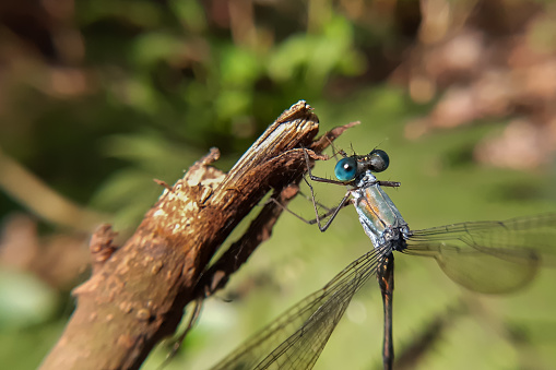 Closeup macro shot capturing the intricate details of a spread-wing damselfly (Lestes sponsa) head perched delicately on a sunlit branch.