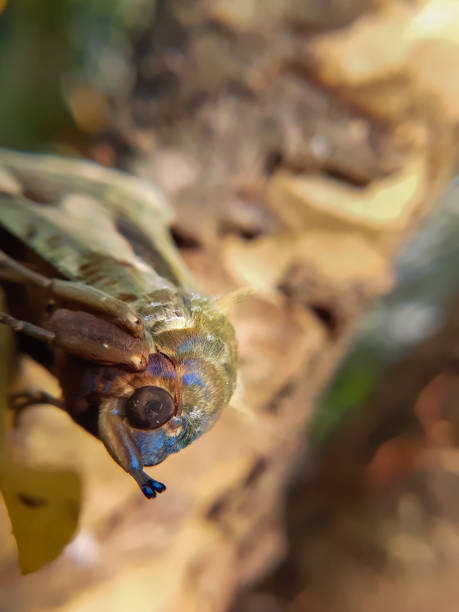 istock Vertical macro shot of a fruit piercing moth 1934244463