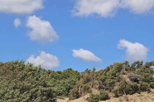 coastal dune landscape with blue sky with small clouds
