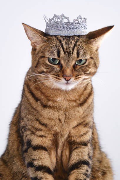 istock Sad tabby cat with a crown on the head 1934273680