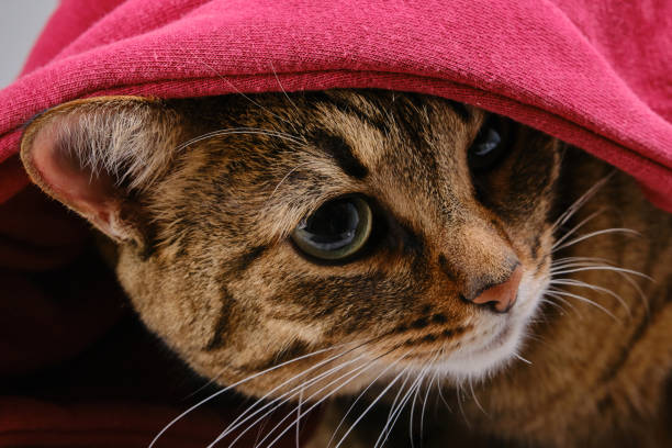 Cat covered with a red hoodie. Close up portrait of a brown domestic cat. Selective focus