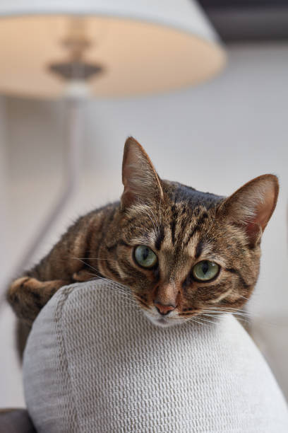 istock Cat lying on the sofa at home. 1934290584