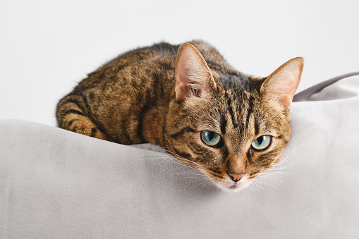 Studio portrait of adorable cat looking at camera with suspicious expression. Close-up angry cat lying down on the white table.